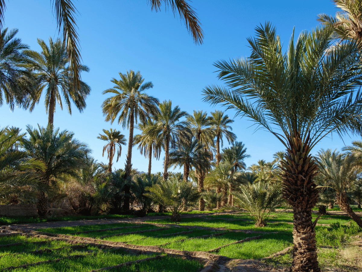 viaggiopermarocco (14)