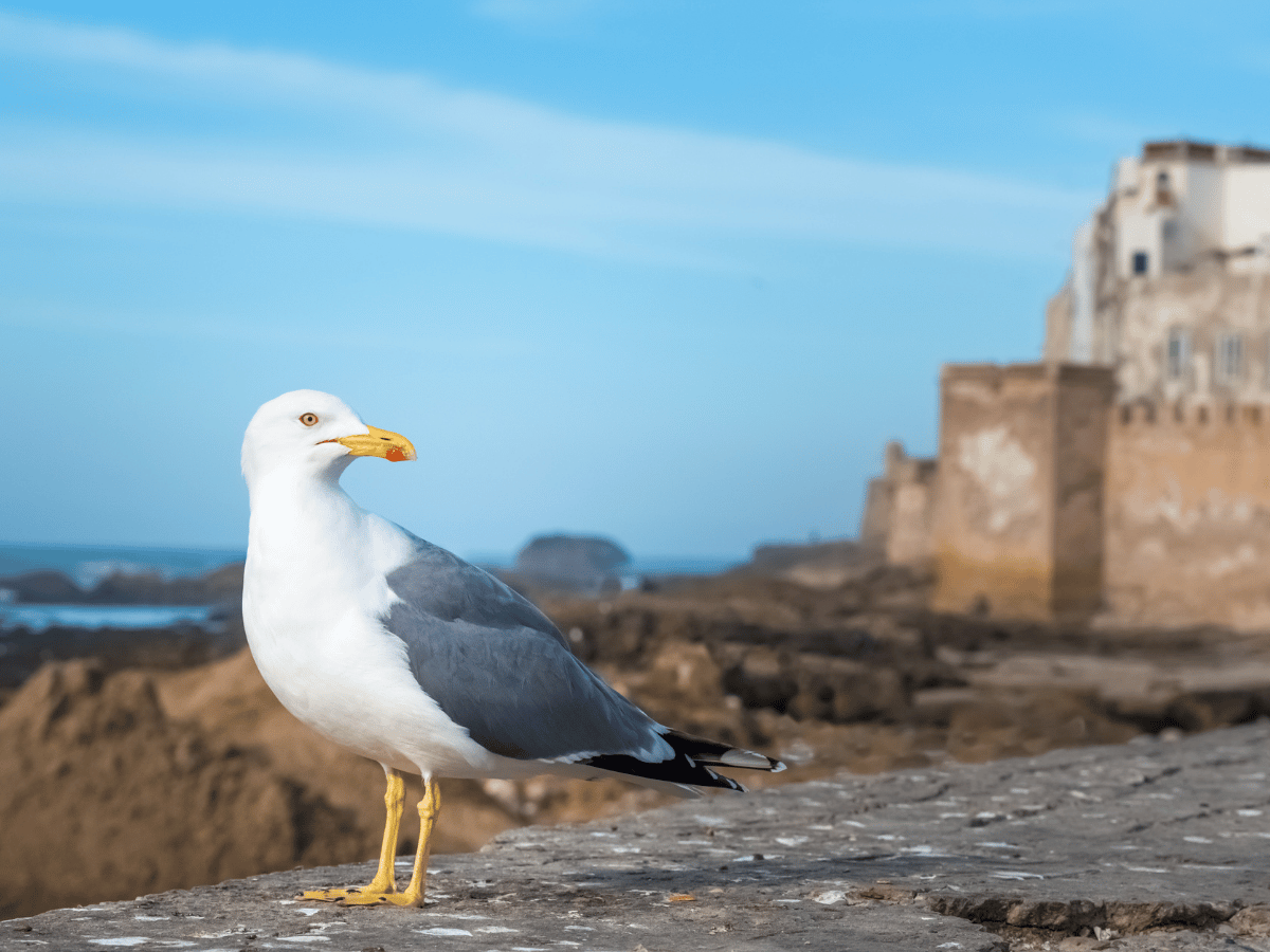 viaggiopermarocco (60)