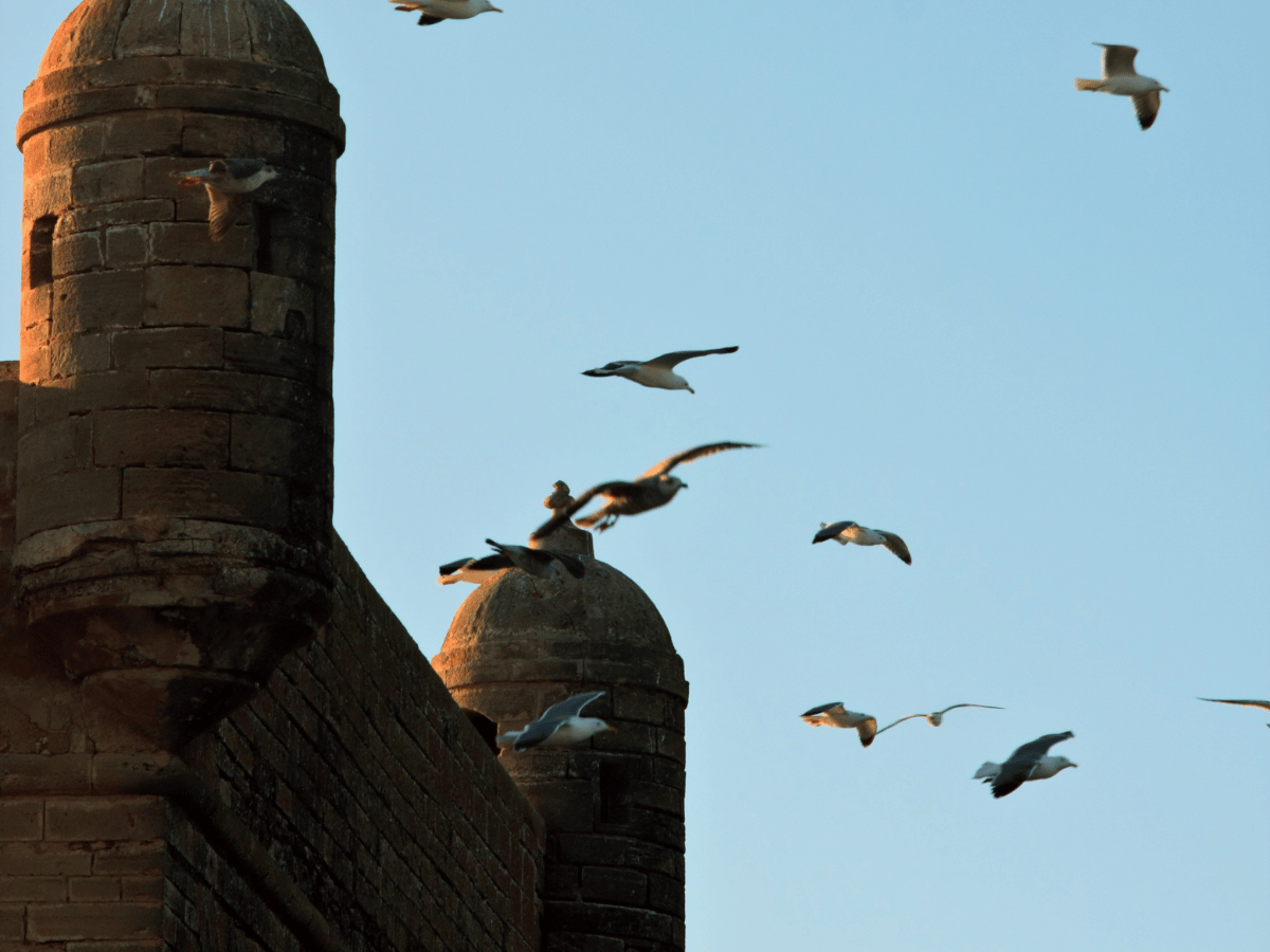 viaggiopermarocco (88)